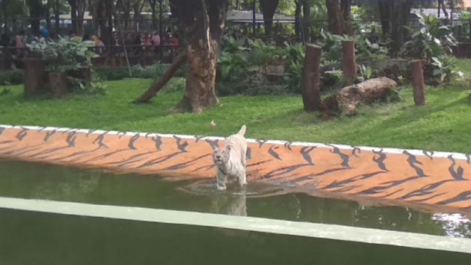 Harimau Benggala Putih 