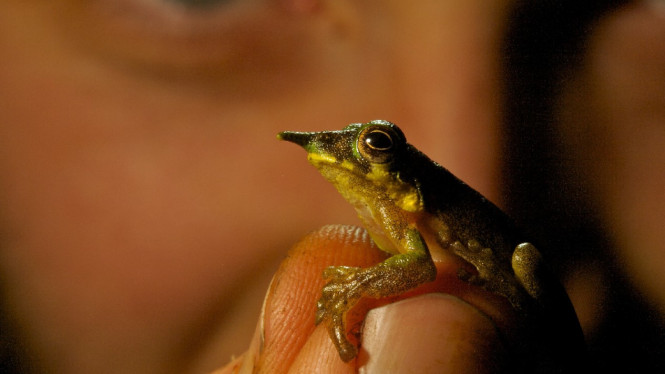Katak pinokio ditemukan di pegunungan Papua Nugini
