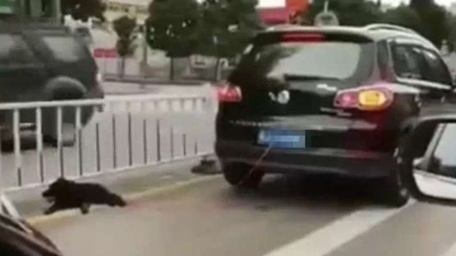 Anjing diikat di belakang mobil.