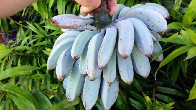 Pisang berwarna biru.