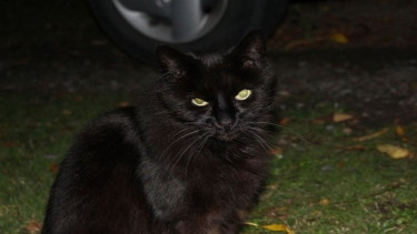 Ilustrasi kucing hitam.