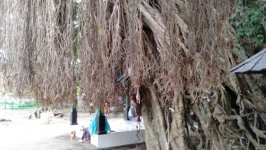  Pohon beringin di Loang Baloq Kota Mataram
