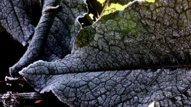Fenomena frozen atau embun upas di Taman Nasional Bromo Tengger Semeru di Jawa Timur.