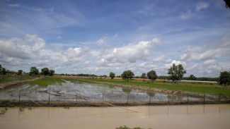 Periode Tanam Bisa 3 Kali Setahun Usai Cetak Sawah Rakyat Lahan Tidur di Kalteng