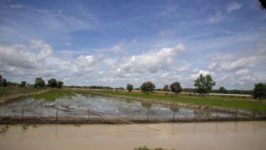 Ilustrasi sawah. 