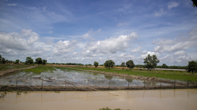 Ilustrasi sawah. 