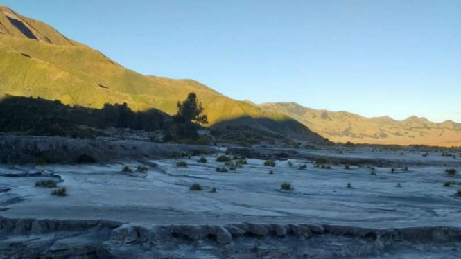 Fenomena frost atau embun upas yang membeku menyerupai salju meluas di kawasan Taman Nasional Bromo Tengger Semeru, Jawa Timur, Selasa pagi, 25 Juni 2019.