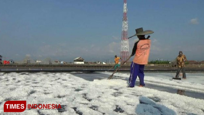 Seorang petani sedang memanen garam di lahannya, di Desa Kalibuntu, Kecamatan Kraksaan, Kabupaten Probolinggo, Jawa Timur.(FOTO: Dicko W/TIMES Indonesia)