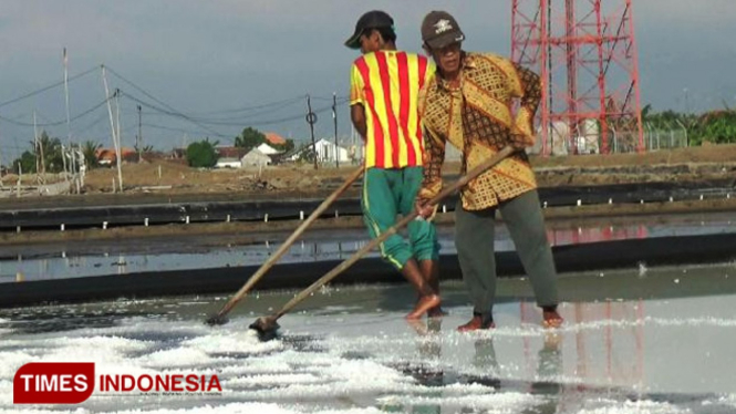 Petani garam di Desa Kalibuntu, Kecamatan Kraksaan, Kabupaten Probolinggo, sedang panen garam di tambaknya. (FOTO: Dicko W/TIMES Indonesia)