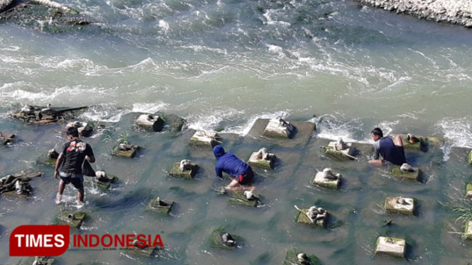Sejumlah warga sedang nampok, mencari ikan dengan tangan kosong, di Bendungan Kamijoro, Bantul. (FOTO: Fajar Rianto/TIMES Indonesia)