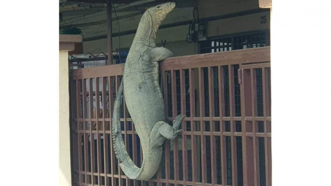 Biawak panjat pagar