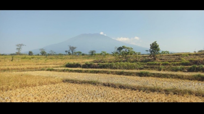 Ilustrasi kekeringan sawah karena musim kemarau. 