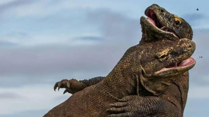 Komodo.