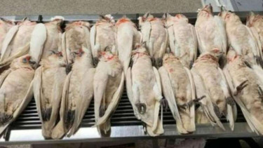 Sedikitnya 60 burung mati dan berjatuhan tiba-tiba dari angkasa di Australia
