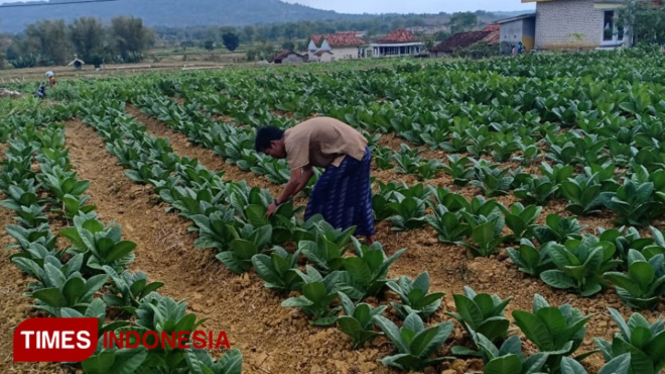 Salah satu petani saat merawat tembakaunya. (Foto: Akhmad Syafi"i/TIMES Indonesia)