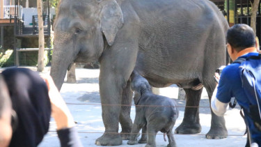 Dumbo, anak gajah Sumatera di Jatim Park 2.