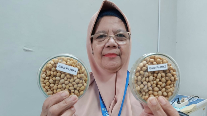 Kedelai varietas Kemuning yang dihasilkan BATAN