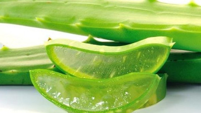 lidah buaya