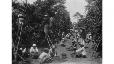 kerja paksa tanam kopi era kolonial