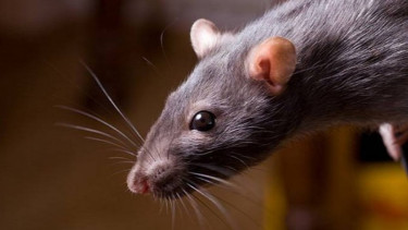 Tikus pengerat