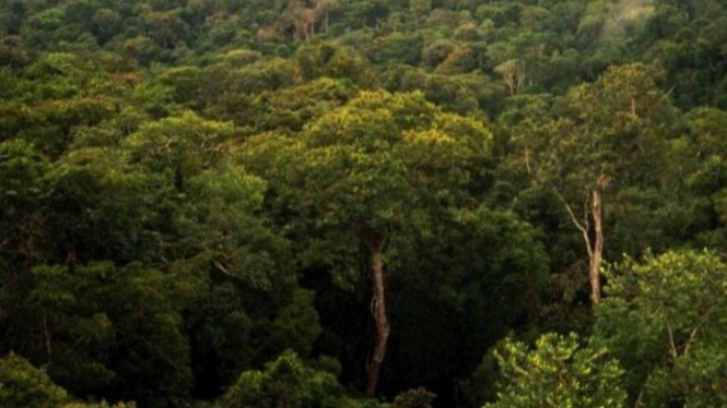 hutan amazon