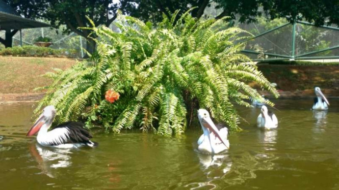 Taman Burung, TMII