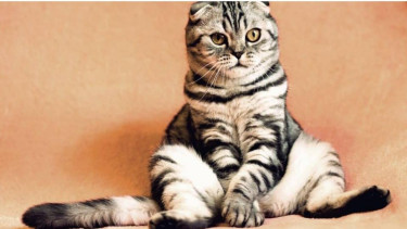 Nama kucing Islami