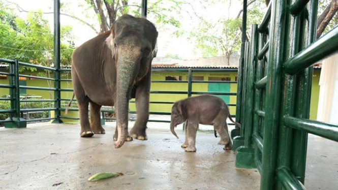Bayi Gajah Sumatera dan ibunya di Kebun Binatang Surabaya