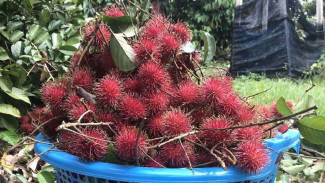 Makan Buah Rambutan Bikin Batuk, Mitos atau Fakta?