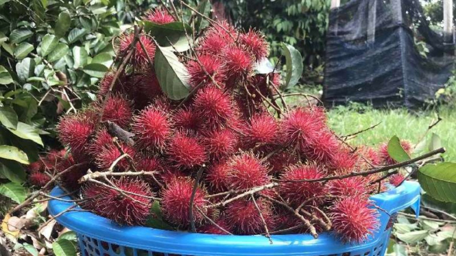 Buah rambutan.