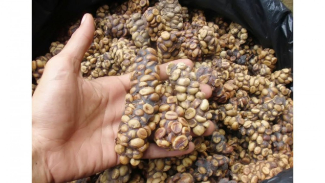 produk kopi luwak Bun Prink