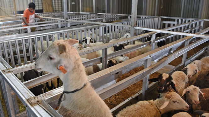MAL KAMBING DOMBA UNTUK KURBAN