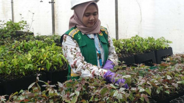 Petugas merapihkan bibit pohon untuk ditaman di lahan bekas tambang.