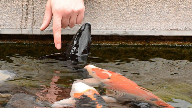 Ikan koi