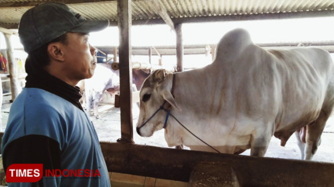 Sapi yang pernah di survei namun gagal dibeli oleh Presiden Jokowi (FOTO: Akmal/TIMES Indonesia)