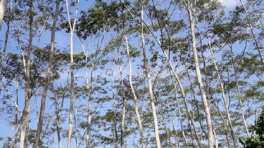 Pohon sengon