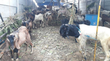 Kambing Qurban. Foto ilustrasi.