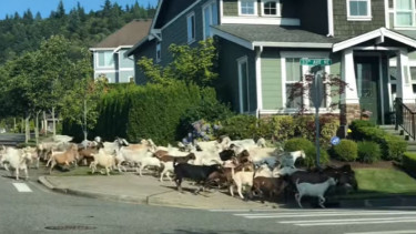 Kambing masuk ke perumahan.