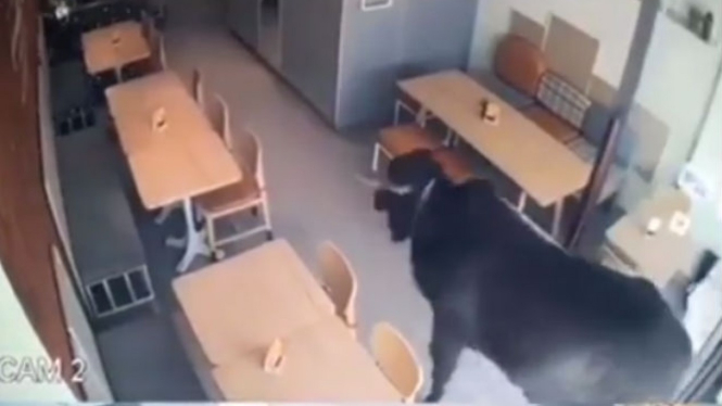 Sapi masuk ke kafe.