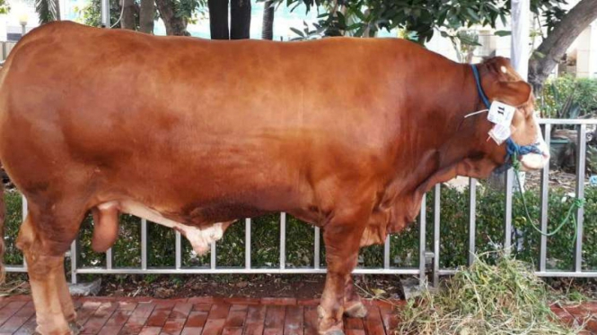 Sapi kurban dari Jokowi di masjid Istiqlal.