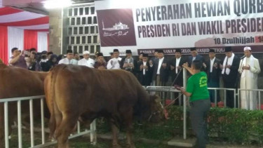 Sapi kurban Jokowi JK di Masjid Istiqlal.