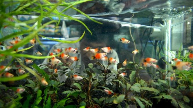 Ikan Hias Kecil