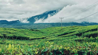 Optimalkan Aset di Kawasan Puncak, PTPN I Bakal Bangun Destinasi Ekowisata & Edukasi Lingkungan