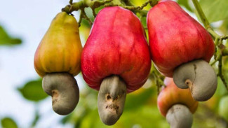 Mete Indonesia Berpotensi Kuasai Pasar Global, Begini Penjelasannya