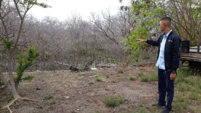 VP Corcom Pelindo III Wilis AJI Wiranata di area mangrove Benoa, Bali.