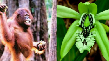 Keanekaragaman flora dan fauna di ibu kota baru Kutai Kartanegara dan Penajam