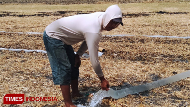 Aris, petani asal Desa Ngelele, Kecamatan Sumobito, Jombang, saat mengaliri air ke sawahnya karana terdampak kekeringan. (FOTO: Moh Ramli/TIMES Indonesia)