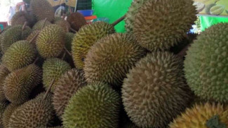 Rahasia Pilih Durian, Supaya Enggak Ketipu Saat Membeli