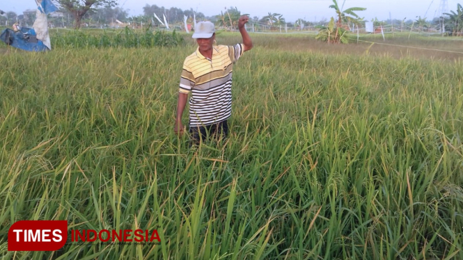 Salah satu petani saat meninjau sawah miliknya (Foto: Akmal/TIMES Indonesia)