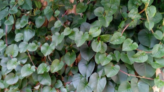 Daun Binahong